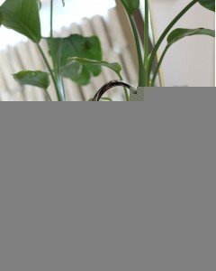 Kadın Taba Leopar Şerit Desenli Askılı El Omuz Çantası